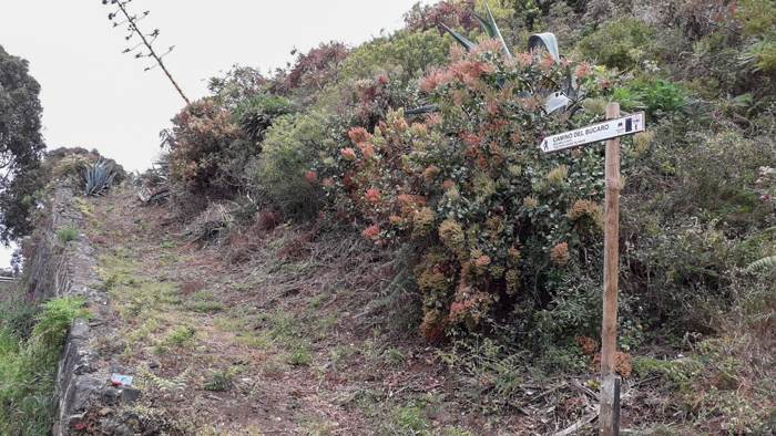 CAMINO DEL BÚCARO
